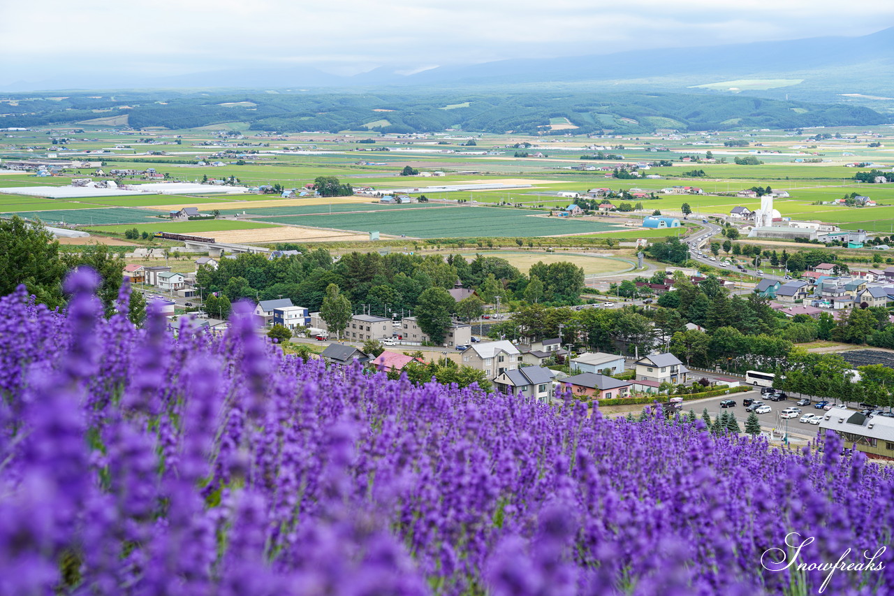 夏の北海道観光の定番・中富良野町の『ラベンダー畑』をカメラ散歩♪